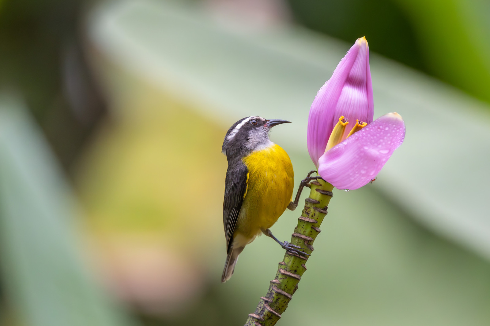 image Bananaquit